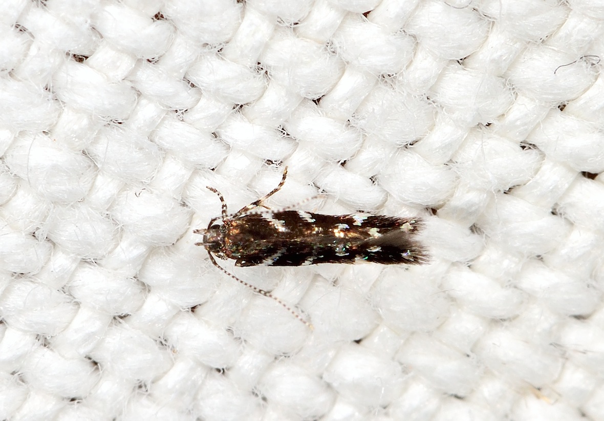 Gelechiidae